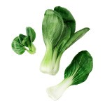 Bok Choy