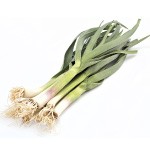 Green Garlic